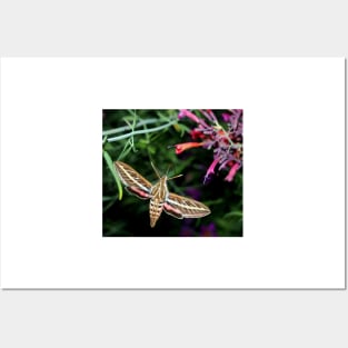 Hummingbird Moth Posters and Art